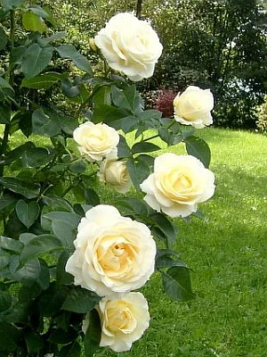 róża Chopin